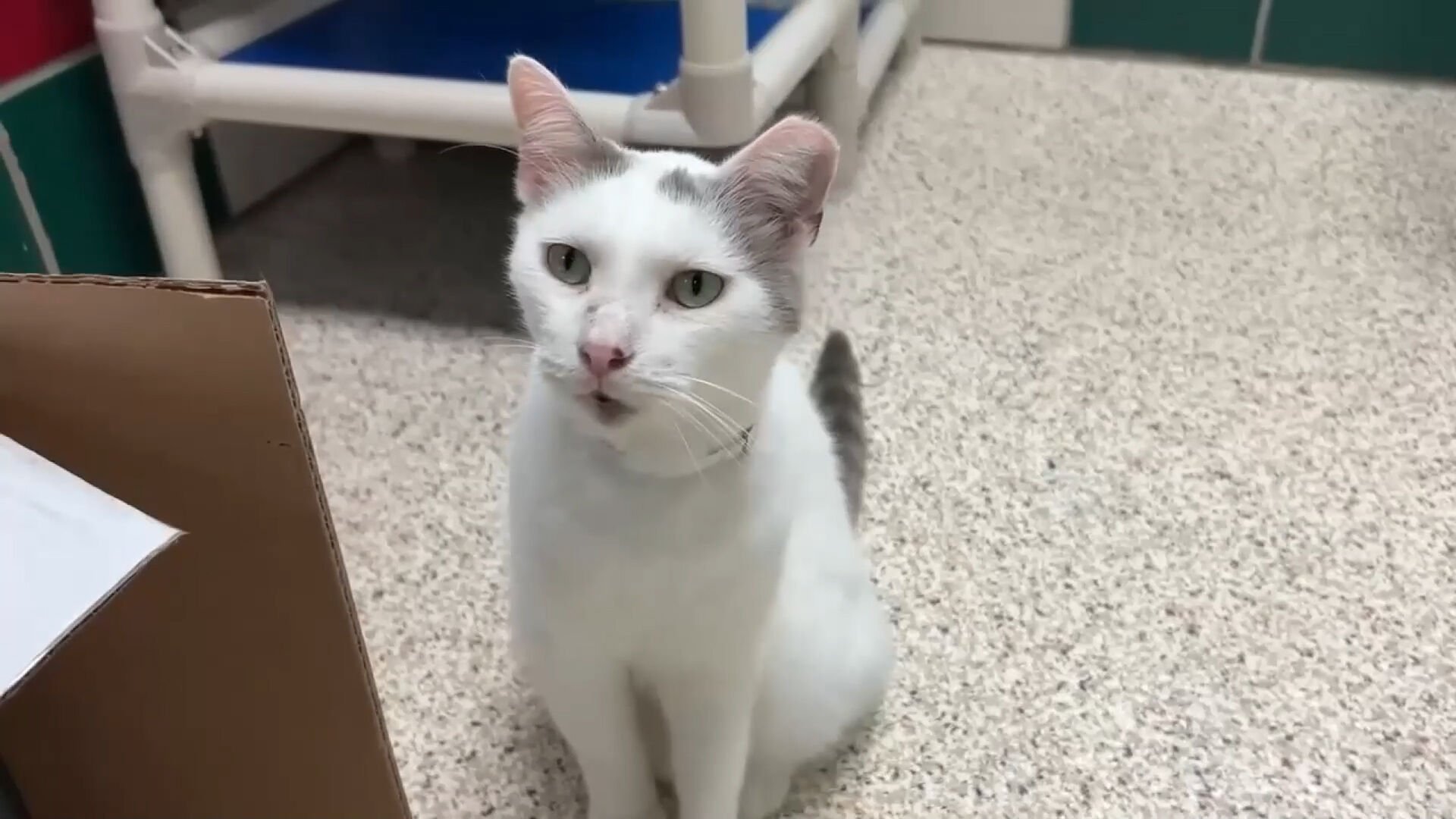 Ohio Senate bill seeks to ban cat declawing